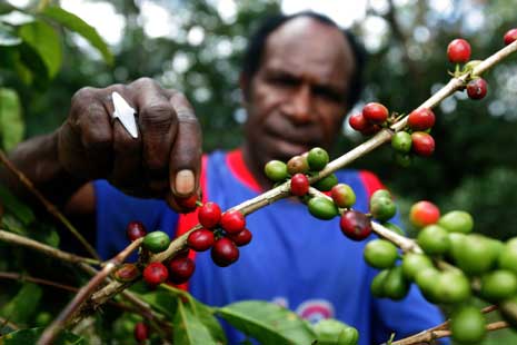ID 00036: Kampung Wandai Intan Jaya Kembangkan Kopi Arabika Unggulan Papua