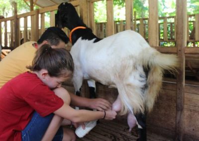 ID 00120: Desa Kambing, Desa Kebon Gunung Jadikan Peternakan dan Susu Kambing Sebagai Produk Unggulan Desa