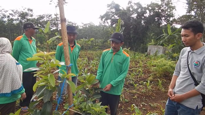 ID 00237: Pengembangan Budidaya Alpukat Arjuno di Desa Wonorejo Kecamatan Lawang