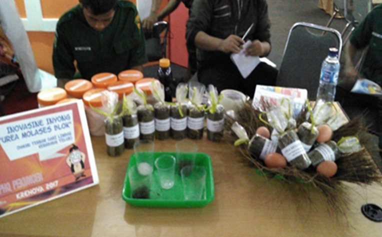 ID 00333: Urea Molases Blok, Praktek Cerdas Desa Tumiyang Tingkatkan Produktivitas Ternak