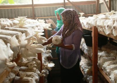 ID 01069: Tri Sakti Musi Rawas Kembangkan Budidaya Jamur Tiram dan Dongkrak Ekonomi Warga