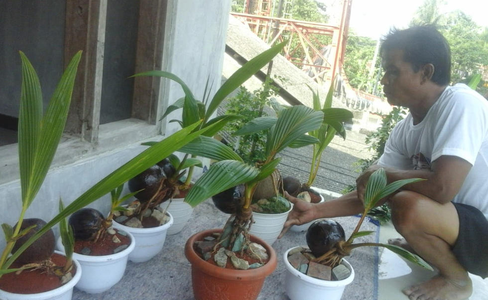 ID 00594: Komunitas Bonsai Desa Sidareja Berinovasi Kembangkan Bonsai Kelapa Gading