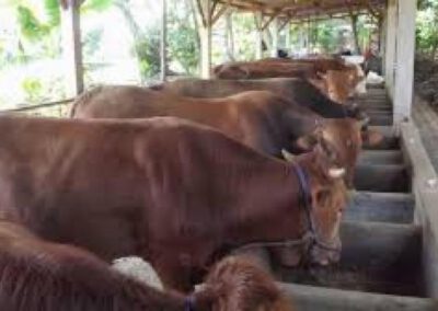 ID 01017: BUMDes Nglegi Kembangkan Penggemukan Sapi dan Tingkatkan Pendapatan Warga Desa