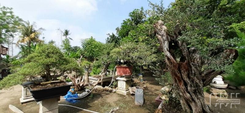 ID 00926: Desa Sumber Nadi Sulap Hobi Bonsai Warga Menjadi Destinasi Eduwisata Bernilai Ekonomi Tinggi
