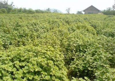 ID 00975: Desa Ranto Sabon Aceh Jaya Kembangkan Wisata Nilam untuk Pulihkan Ekonomi Warga