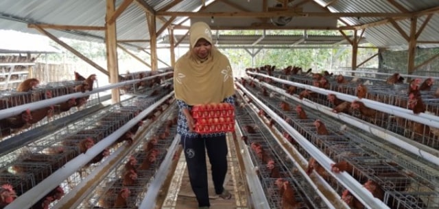 ID 00840: BUMDes Makmur Rejo Desa Bandungrejo Kembangkan Budidaya Ayam Petelur dan Raih Omset Rp 3,2 Juta per Hari