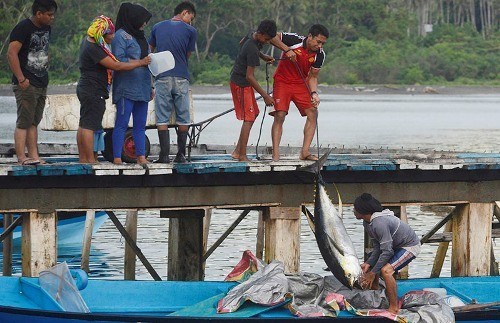 ID 01043: BUMDes Desa Loleo Morotai Kembangkan Perikanan Tuna dan Tembus Pasar Ekspor Jepang