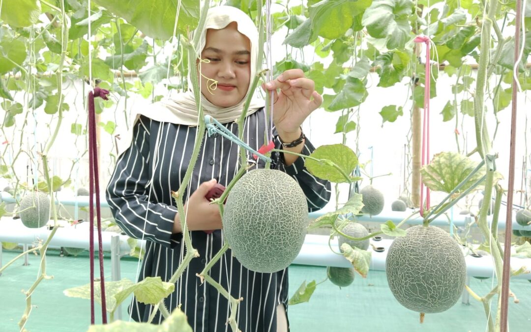 ID 01016: BUMDes Mugilestari Desa Sanggreman Ubah Lahan Tidur Menjadi Greenhouse Melon Demi Menggenjot Pendapatan Warga