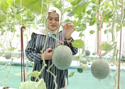 ID 01016: BUMDes Mugilestari Desa Sanggreman Ubah Lahan Tidur Menjadi Greenhouse Melon Demi Menggenjot Pendapatan Warga