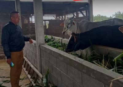 ID 00861: Desa Margorejo Menerapkan Inovasi Ternak Sapi SONETA Lewat BUMDes Muji Berkah untuk Memperkuat Ketahanan Pangan dan Meningkatkan Pendapatan Asli Desa