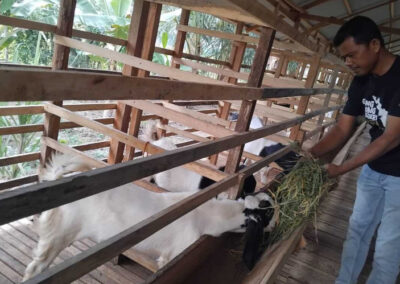 ID 01052: BUMDes Nibong Baroh Aceh Utara Kembangkan Peternakan Kambing Silang Tingkatkan Ekonomi Desa
