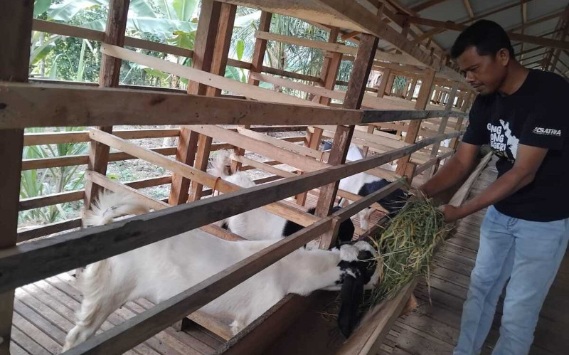 ID 01052: BUMDes Nibong Baroh Aceh Utara Kembangkan Peternakan Kambing Silang Tingkatkan Ekonomi Desa